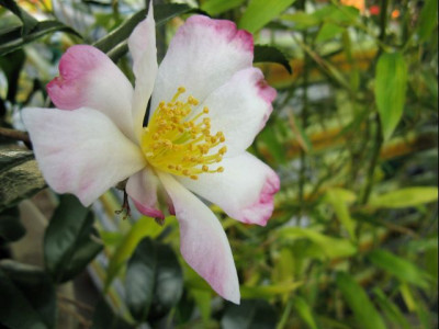 versicolor_108.jpg