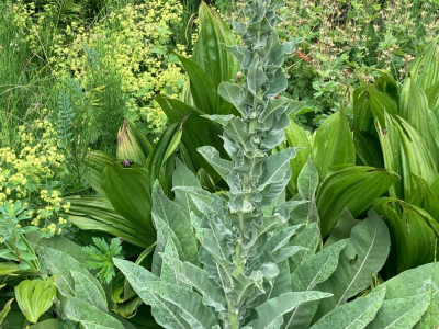 Verbascum speciosum (2).JPG
