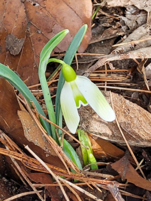 Galanthus Northern Lights.jpg