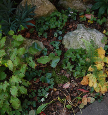 hepaticahuegel_im_herbst.jpg