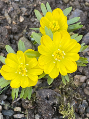 'Clare Swales'
