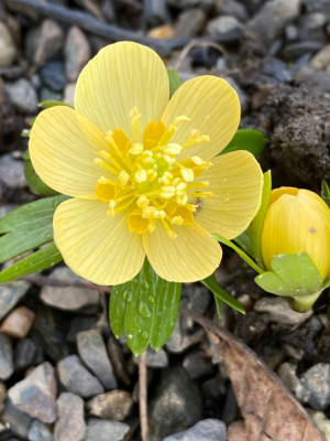 Schwefelglanz