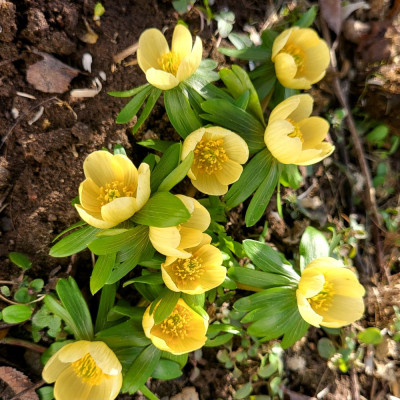20250223_143732.jpg (335.56 KiB) 1196 mal betrachtet Der Bestand an ' Schwefelglanz' ist mä htig ausbaufähig