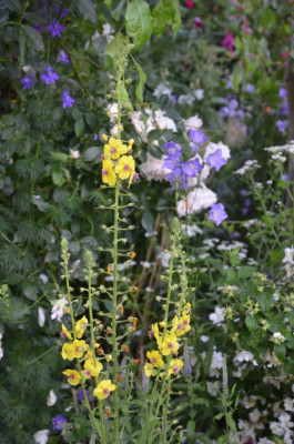Verbascum_nigrum.21-1.jpg