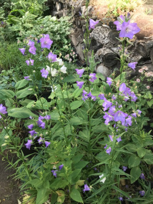 Campanula latifolia Blüte (1).JPG