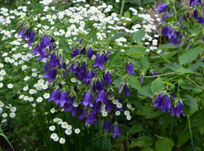 Campanula-KentBelle.20-3.jpg