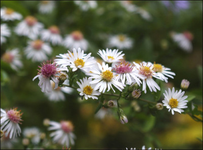 Aster_lateriflorus_Chloe.jpg