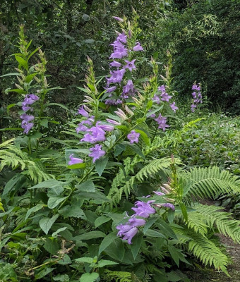 PXL_20240614_071708154~2.jpg