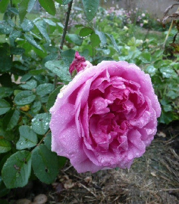 mmeboll081010.jpg