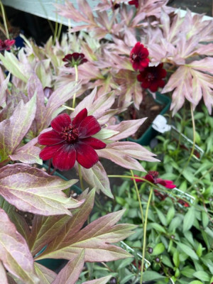 Cosmos sang. Paeonia.JPG