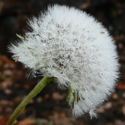 tropfen081010.jpg