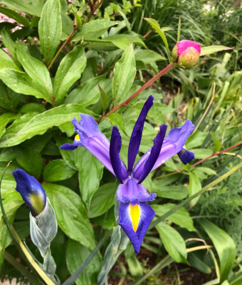 IMG_3648.jpeg