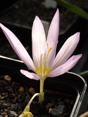 Crocus_sp.jpg