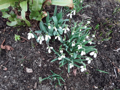 Galanthus nivalis/elwesii