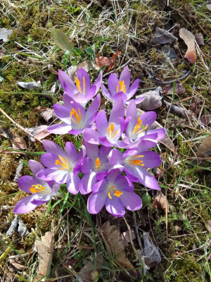 Crocus tommasianus