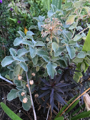 Marrubium, Allium tub..JPG