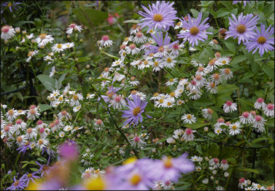 Aster_l._Chloe.jpg