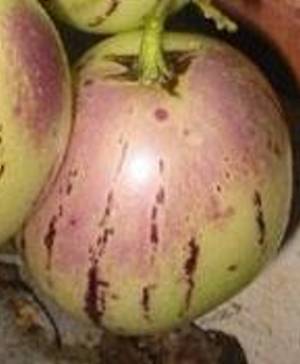 pepino_2.jpg