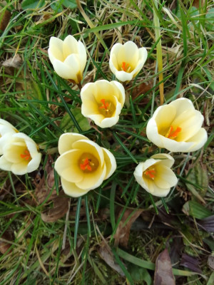 Gelber Krokus