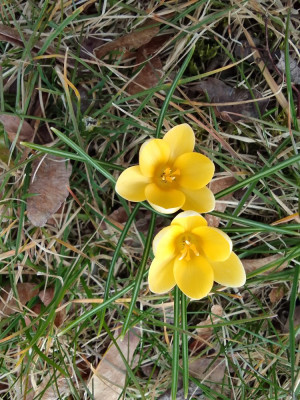 Gelber Krokus