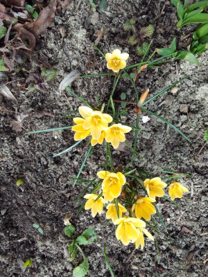 Gelber Krokus