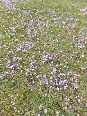 Crocus tommasianus