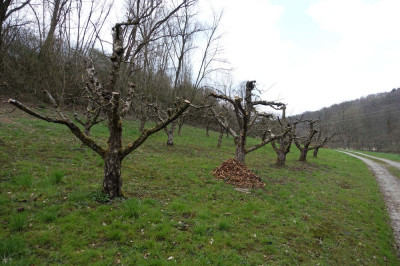 baum.jpg
