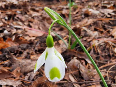 Galanthus US 22-34.jpg