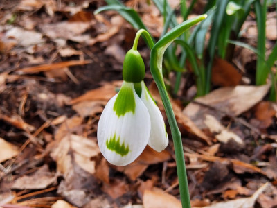 Galanthus SHS6.jpg