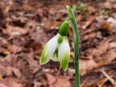 Galanthus US 22-36.jpg