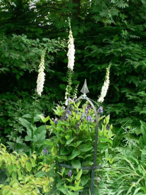 Cl_integrifolia.jpg