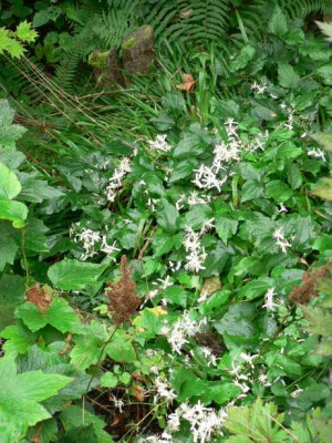 Clematis_Grund.jpg