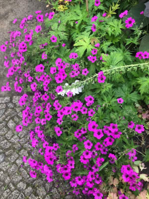 Geranium psilostemon.JPG