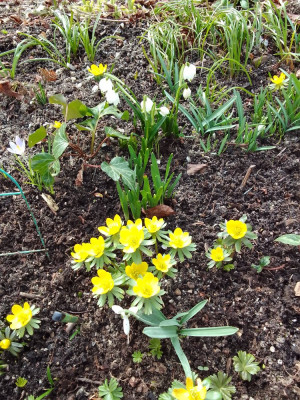 Eranthis hyemalis