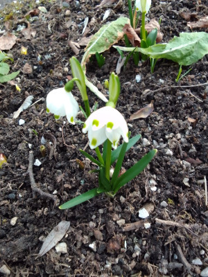 Leucojum