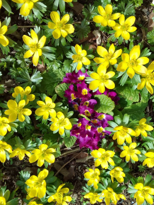 Primula vulgaris/veris