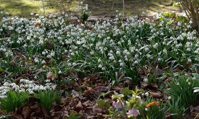 Leucojum-Feb2325_005.jpg