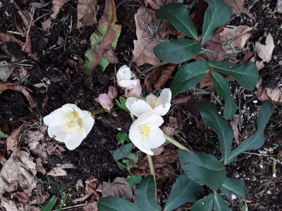 Helleborus niger