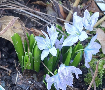 Scilla ....