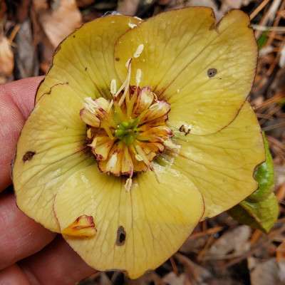 Helleborus 20-a-02.jpg