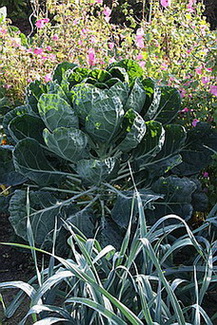 Rosenkohl.JPG
