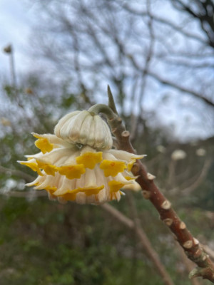 Edgeworthia chrysantha Grandiflora Februar 2025.jpg