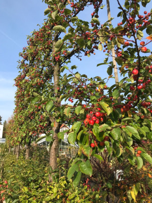Malus Spalier.JPG