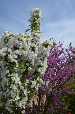 Malus-Ardirondack-18-2.jpg