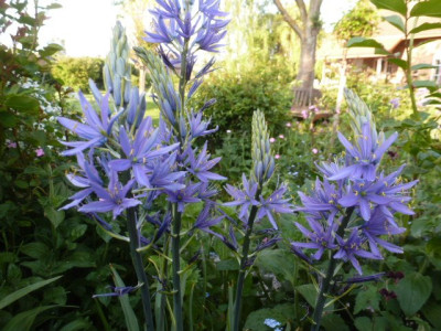 P1290368Camassia.JPG