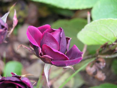 P1010175a.jpg