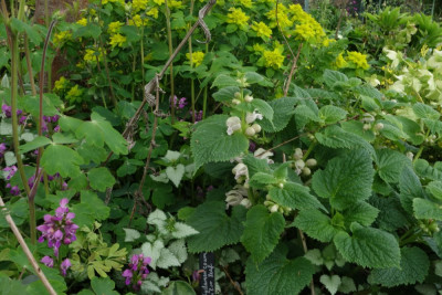 Lamium-orvala-Alba.23-1.jpg