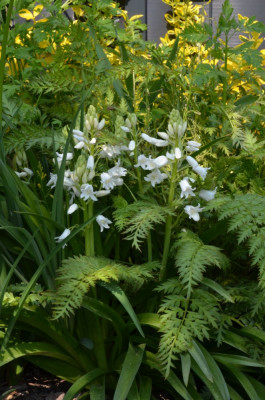 Hyacinthoides_hispanica-weiß.22-1.jpg