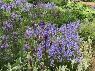Hyacinthoides (3).JPG