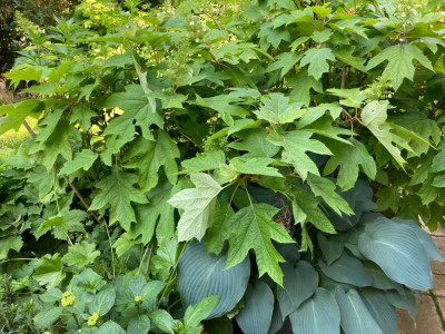 Hydrangea quercifolia u. Hosta.JPG